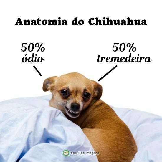 Anatomia do Chihuahua