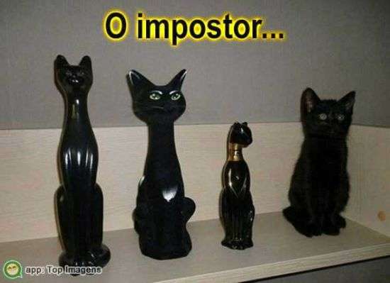 Gato impostor